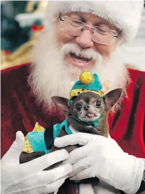  ?? — PHOTOS: AP FILES ?? Chloe Kardoggian, a 12-year old rescue chihuahua, poses for a photo with Santa wearing a guinea pig elf costume.