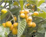  ??  ?? The pretty, golden fruit of the loquat tastes as good as it looks.