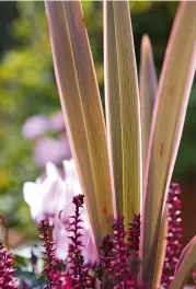  ?? ?? Bold Phormium ‘Pink Stripe’ stands firm, even in a windy seaside site