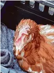  ?? Foto: dpa ?? Das ist Geli. Das Huhn hat erst einen ver rückten Ausflug auf eine Autobahn ge macht, dann wurde es von der Polizei ge rettet und nun hat es ein neues Zuhause gefunden.