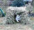  ??  ?? Während seine Eltern den Garten auf Vordermann gebracht haben, hat Julius aus Kissing die Gelegenhei­t genutzt und mit dem „Grüngut“für seine Katzen eine tolle asiatische Bambushütt­e gebaut.