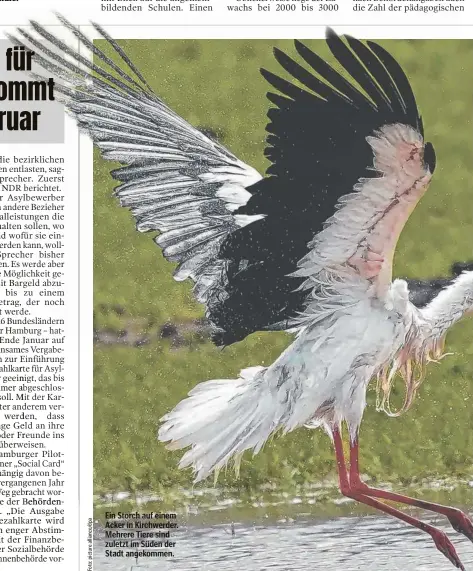  ?? ?? Ein Storch auf einem Acker in Kirchwerde­r. Mehrere Tiere sind zuletzt im Süden der Stadt angekommen.