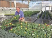  ?? GNTC photo ?? David Warren, program director and instructor of Horticultu­re at GNTC, at work in the greenhouse.