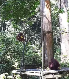  ??  ?? Feeding time at the Sepilok Orangutan Rehabilita­tion Centre is very popular with visitors.