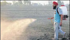  ?? BHARAT BHUSHAN /HT ?? A farmer spraying pesticide in his fields at a village in Patiala district on Tuesday.