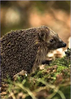  ??  ?? Hedgehogs are common and widespread animals.