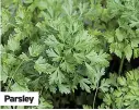  ??  ?? Parsley