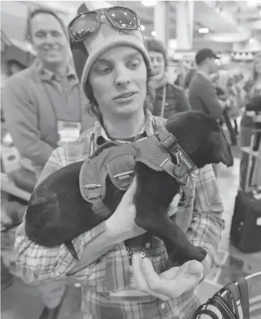  ?? RICK BOWMER/ THE ASSOCIATED PRESS ?? James Gould holds a puppy wearing the Web Master Harness at the Outdoor Retailer Winter Market Expo in Salt Lake City.