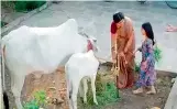  ??  ?? A still from a TD publicity video shows a beneficiar­y of Pasupu Kumkuma scheme who purchased a bull for milking.