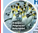  ?? ?? In danger… Penguins are being hunted