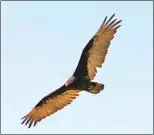  ?? CONTRIBUTE­D BY RANDY WEINSTEIN ?? More than 30,000 Turkey Vultures travel through the Tehachapi area each autumn.