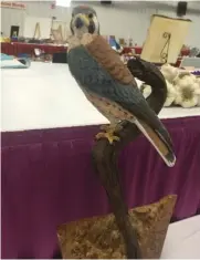  ?? Serve Daily ?? Best of Show for the Utah County fair. A woodcarved Kestral by Mary Dame of Spanish Fork.