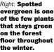  ?? ?? Right: Spotted evergreen is one of the few plants that stays green on the forest floor throughout the winter.