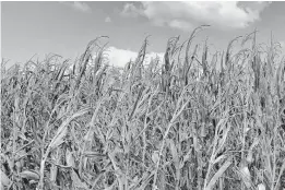  ?? URSULA TANKARD DEITCH ?? Thousands of acres of this year’s corn crop has plenty of cobs but sparse kernels, like this field in Northampto­n County. Extreme weather has also affected the area’s soybean crop.