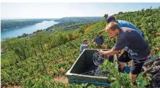  ?? FOTO: BORIS ROESSLER/DPA ?? Erntehelfe­r sammeln in einem Weinberg die reifen Trauben ein. Der heiße Sommer verspricht einen guten Jahrgang.