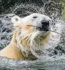  ?? Foto: Petr Hamerník, Zoo Praha ?? Lední medvěd při hrátkách ve vodě.