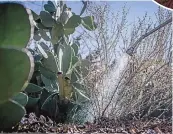  ?? ROBERTO E. ROSALES/ JOURNAL ?? A Parkland Hills resident waters her front garden along Ridgecrest drive in southeast Albuquerqu­e.