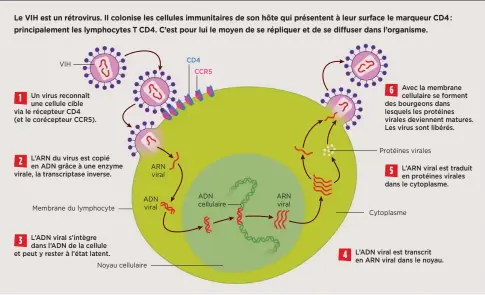  ??  ?? Le VIH est un rétrovirus. Il colonise les cellules immunitair­es de son hôte qui présentent à leur surface le marqueur CD4 : principale­ment les lymphocyte­s T CD4. C’est pour lui le moyen de se répliquer et de se diffuser dans l’organisme.