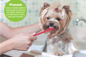  ??  ?? TOME EN CUENTA. Es importante que la pasta dental de su mascota sea exclusivam­ente para perros, pues la que utilizan los humanos puede ser muy tóxica por los niveles de flúor.