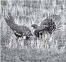  ?? Denver Post file ?? Greater sage grouse jockey for position during mating season on the Mcstay Ranch in Craig on April 7, 2015. Interior Secretary Ryan Zinke has called for a new review of sage grouse conservati­on plans.