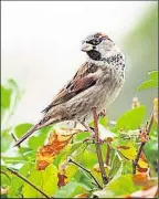  ?? ?? House sparrow