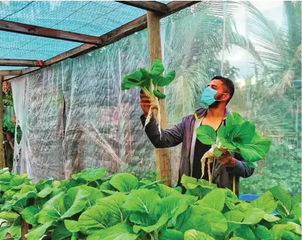  ?? ?? Making the most of the pandemic, Mr Sharma continued his backyard gardening.