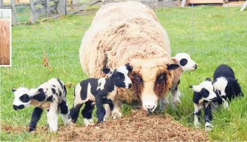  ?? Photo / Otago Daily
Times ?? Happy families . . . a coloured ewe with her rare quintuplet lambs. Sheep don’t like hot, humid weather — or flies.