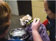  ??  ?? Betsy Eckermann, right, and Lacey Hickle feed an endangered red panda cub at the Chattanoog­a Zoo.