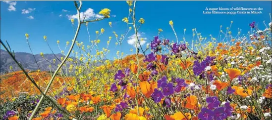  ?? Allen J. Schaben Los Angeles Times ?? A super bloom of wildf lowers at the Lake Elsinore poppy fields in March.
