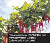  ??  ?? Ribes speciosum, £9.99 (2 litre pot) from Ballyrober­t Gardens (ballyrober­tgardens.com)