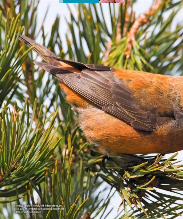  ??  ?? Notoriousl­y tricky to identify with full confidence, this bird is quite a heavy billed male crossbill and could well be in the Scottish Crossbill range