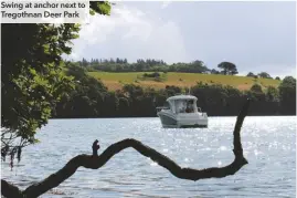  ??  ?? Swing at anchor next to Tregothnan Deer Park