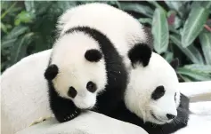  ??  ?? Giant panda cub Nuan Nuan crawls over her mother Liang Liang at the Giant Panda Conservati­on Centre at the National Zoo. Nuan Nuan will return to Chengdu when she turns two on Aug 18.