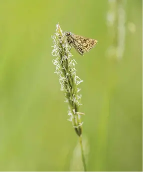  ??  ?? Left: a chequered skipper rests after its release. Right: the moment when some of the butterflie­s are set free. Below: Sam Higgins is thrilled to see a skipper in its new home at last. Far right: Susannah snaps a perched male ( left) and female ( right).