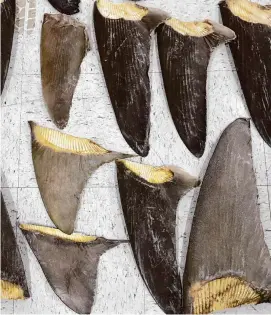  ?? Wilfredo Lee/Associated Press ?? Confiscate­d shark fins are displayed during a news conference in Doral, Fla. A bill before the Connecticu­t legislatur­e would ban the trade in the state.