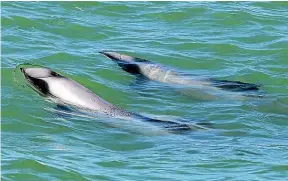 ?? IAIN MCGREGOR/STUFF ?? Māui dolphins are one of the world’s rarest marine mammals and are found in inshore waters of the west coast of the North Island.