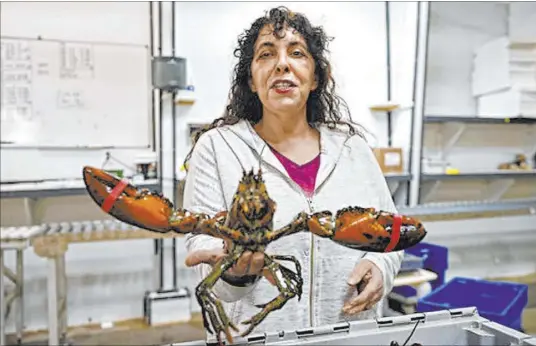  ?? Robert F. Bukaty The Associated Press ?? Stephanie Nadeau, owner of The Lobster Company, holds a lobster Nov. 18 at her shipping facility in Arundel, Maine. Nadeau said the lobster industry needs assurance that it’ll be able to sell lobsters to other countries without punitive tariffs.