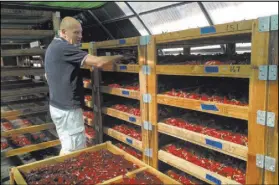  ?? JACKIE BURRELL/BAY AREA NEWS GROUP ?? The Boonville Hotel’s Roger Scommegna, pictured, and farm foreman Nacho Flores began growing Basque chile peppers for the hotel’s Table 128 restaurant, dubbing the precious commodity Piment d’Ville.