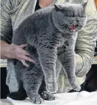  ??  ?? Galaxy of different cats . . . British shorthair Tellassee Haywards Heath was one of many breeds represente­d at the show yesterday.