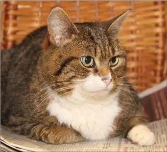  ?? Pete shares his workplace at a vet clinic with friendly cats ??