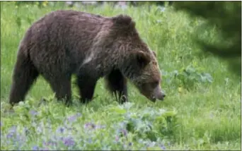  ?? ASSOCIATED PRESS ?? In this 2011, file photo, a grizzly bear roams near Beaver Lake in Yellowston­e National Park. The U.S. Interior Department announced Thursday that the grizzly population in the Yellowston­e vicinity has recovered and federal protection­s will be lifted,...