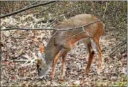  ?? TOM TATUM - FOR DIGITAL FIRST MEDIA ?? Chronic wasting disease has caused problems for deer around Pennsylvan­ia.