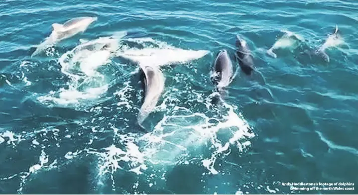  ??  ?? > Andy Huddleston­e’s footage of dolphins swimming off the north Wales coast