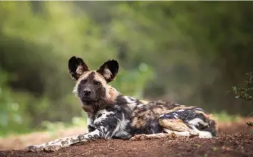  ?? | CHANTELLE MELLZER ?? A WILD dog at Somkhanda is one of the priority species that is intensely monitored by the rangers.