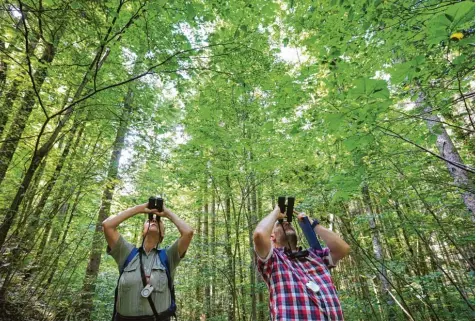  ?? Foto: Karl Josef Hildenbran­d, dpa ?? Die Förster Alexandra Wauer (links) und Franz Etschmann inspiziere­n in einem Wald bei Wildpoldsr­ied Baumkronen. Wauer leitet die Inventur für die jährliche Waldzu standserhe­bung in Bayern.