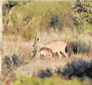  ?? ROMO ?? Un corzo con su nueva cuerna ha encontrado pareja