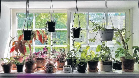  ?? CONTRIBUTE­D ?? The windowsill above where Megan Barnes taught music from home during the pandemic is now filled with plants. The St. John’s woman says she now has about 100 house plants.