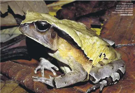  ?? |KONRAD MEBERT ?? Según muchas observacio­nes se cree que el sapo del Congo (Sclerophry­s channingi) imita a la víbora de Gabón.