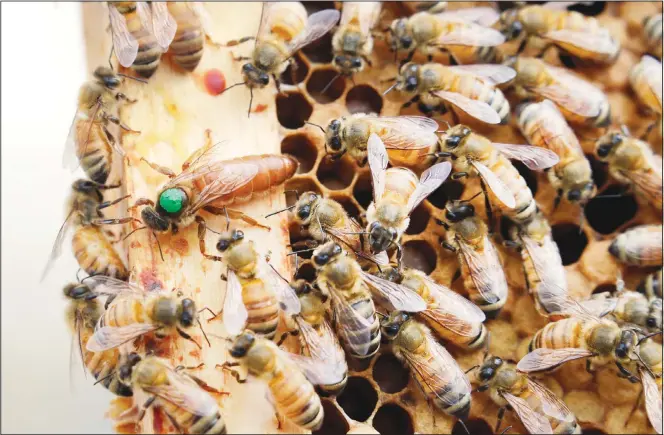  ?? (AP) ?? In this Aug 7, 2019 file photo, the queen bee (marked in green) and worker bees move around a hive at the Veterans Affairs in Manchester, New Hampshire. The annual survey released on June 22, of US beekeepers found that
honeybee colonies are doing better after a bad year. Monday’s survey found winter losses were lower than normal, the second smallest in 14 years of records.
