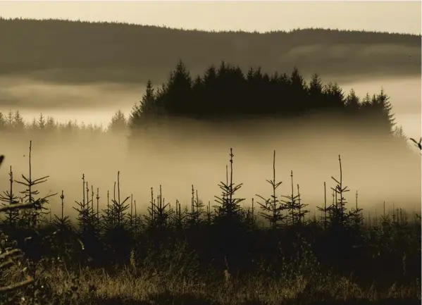  ?? PICTURE: VIA SCOTTISH FORESTRY ?? 0 Forests contribute £1 billion a year to Scotland’s rural economy, support 25,000 jobs and absorb vast amounts of carbon dioxide